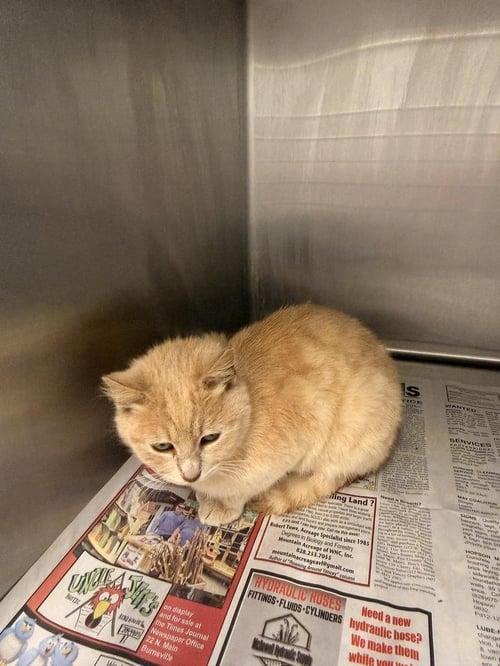 ELBRUS - Domestic Short Hair available for adoption