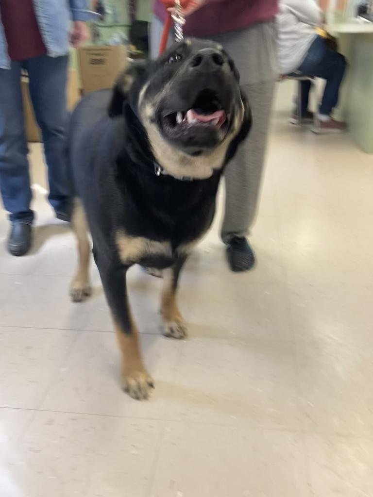 LITTLE BEAR - Labrador Retriever / German Shepherd Dog available for adoption