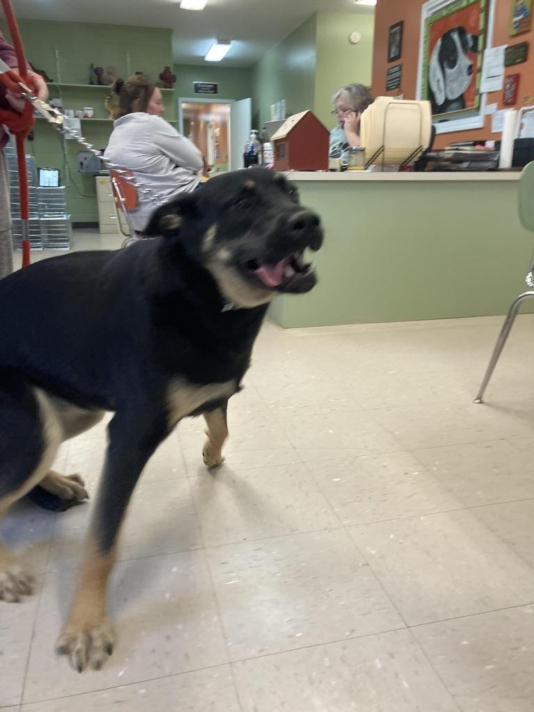 LITTLE BEAR - Labrador Retriever / German Shepherd Dog available for adoption