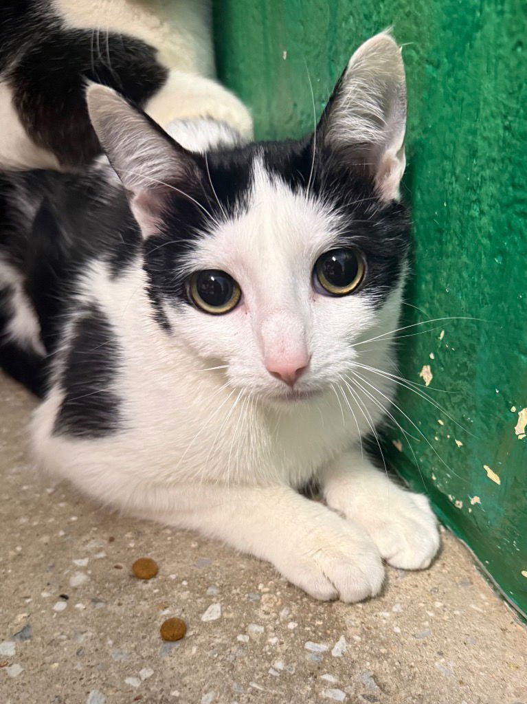 PARCHMENT - Domestic Short Hair available for adoption