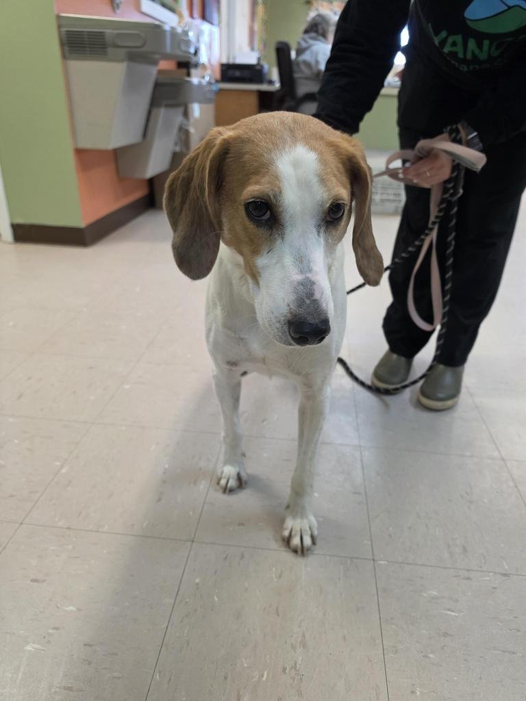 HONEYGOLD - Hound available for adoption