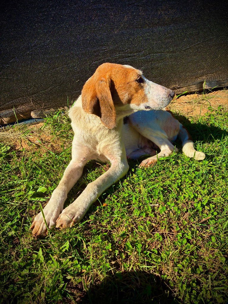 HONEYGOLD - Hound available for adoption