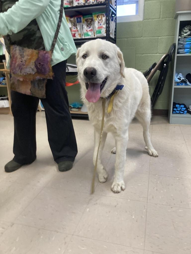 SHERMAN - Great Pyrenees available for adoption