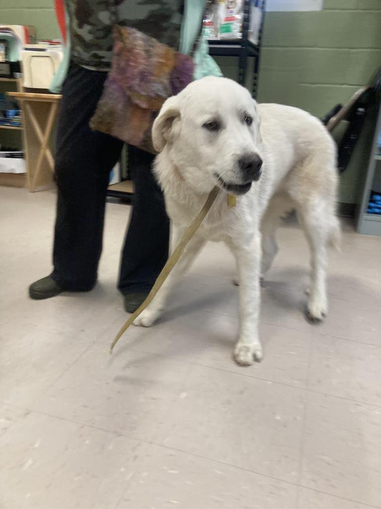 SHERMAN - Great Pyrenees available for adoption