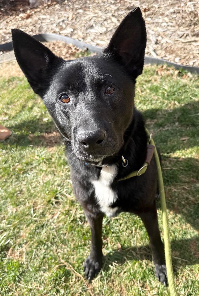 FANG - German Shepherd Dog / Terrier available for adoption