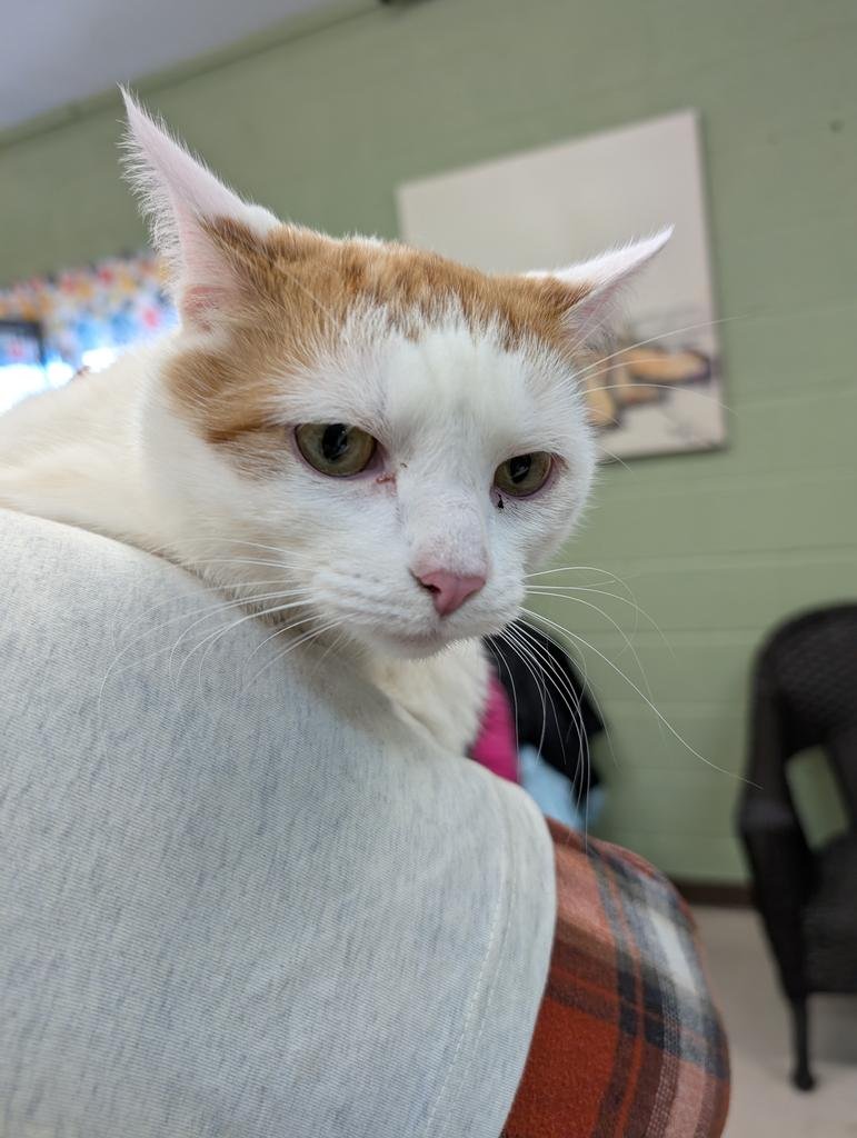 SHADOW FORD - American Shorthair available for adoption