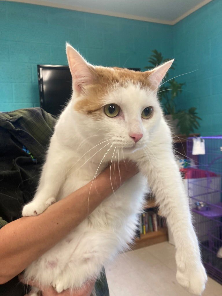 SHADOW FORD - American Shorthair available for adoption