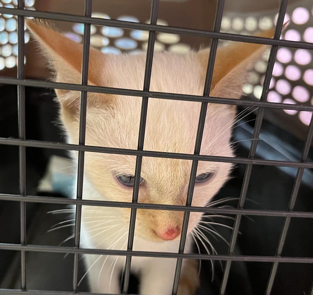 POLARIS AKA BOWIE - Domestic Short Hair available for adoption