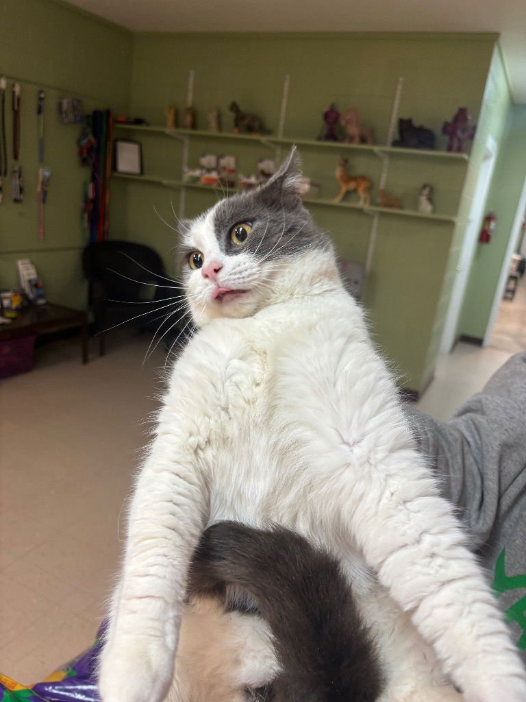 FIZZGIG - Domestic Short Hair available for adoption