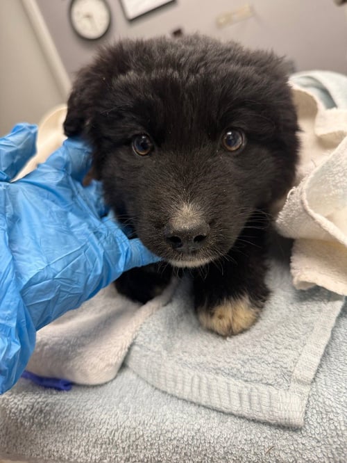 ROO - Australian Shepherd / Husky available for adoption