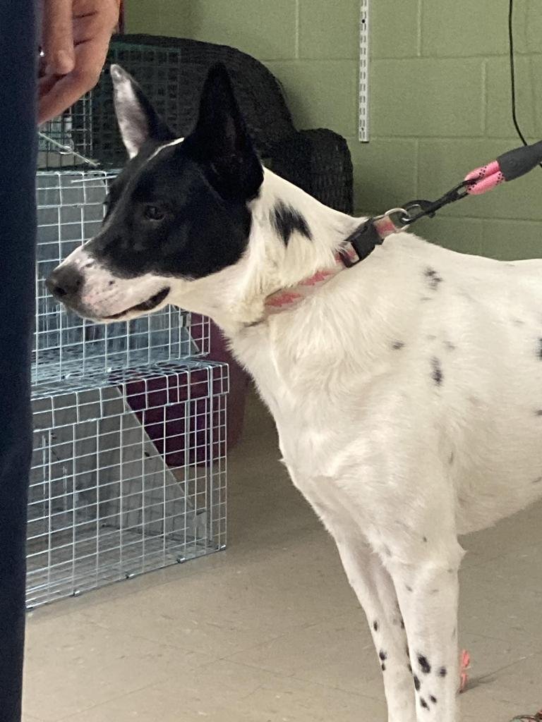POPTART - Border Collie / Cattle Dog available for adoption