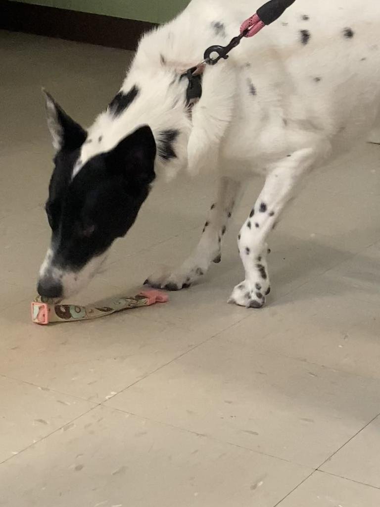 POPTART - Border Collie / Cattle Dog available for adoption