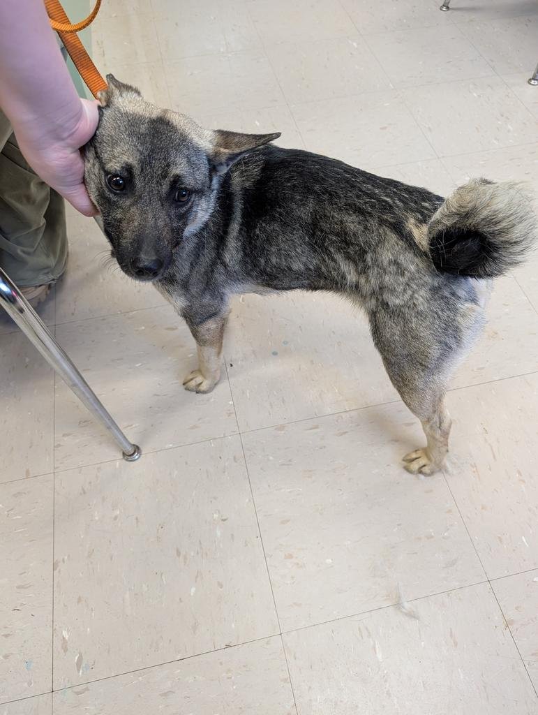 SOPHIA - Norwegian Elkhound / Chihuahua available for adoption