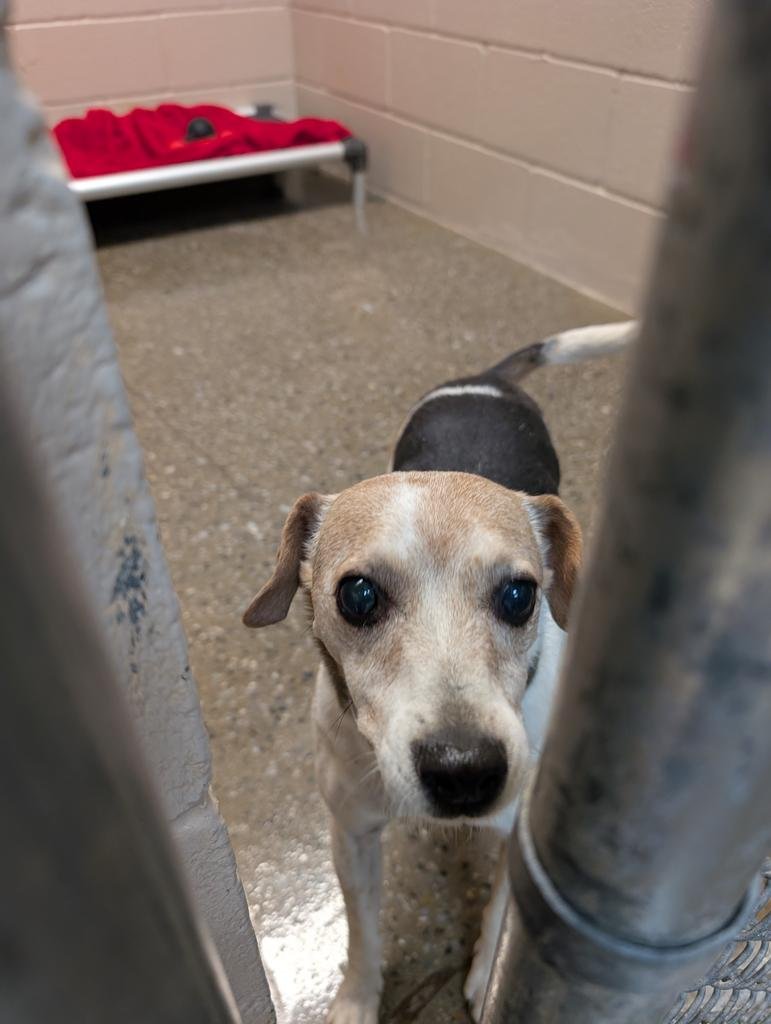 BANDIT - Chihuahua / Jack Russell Terrier available for adoption