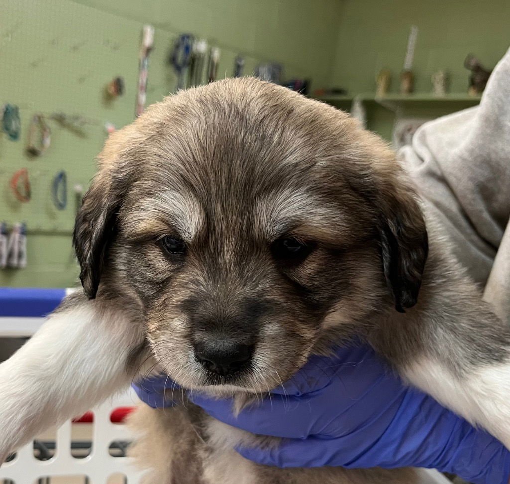 MANTEO - Great Pyrenees / Terrier available for adoption