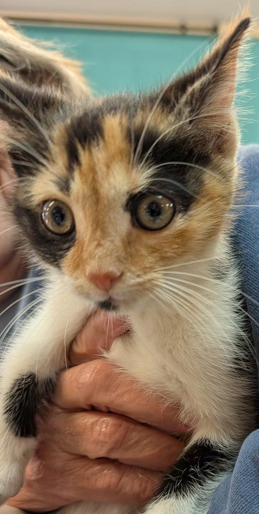 COOKIE - Domestic Short Hair available for adoption