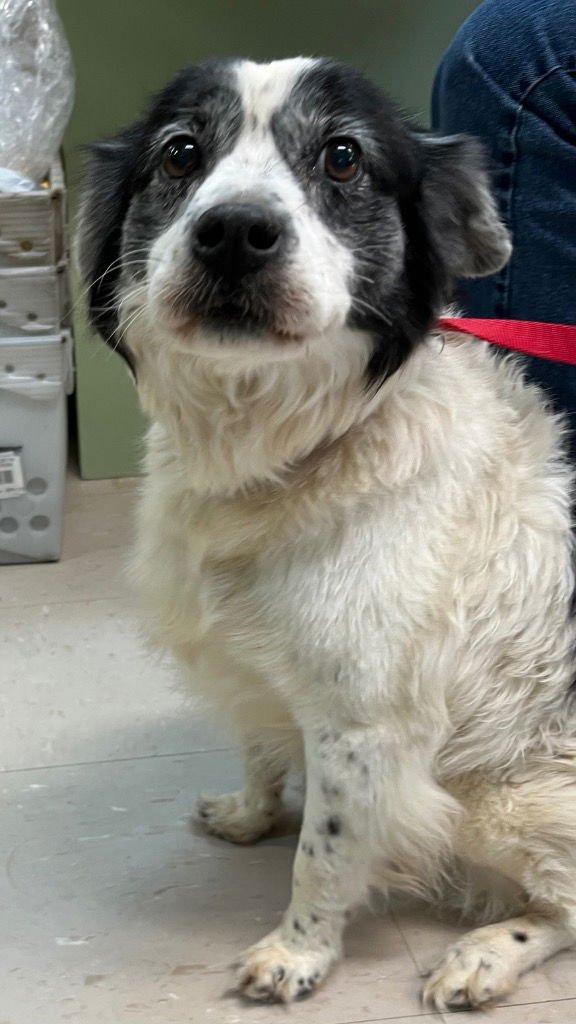 ALLI - Border Collie / Terrier available for adoption