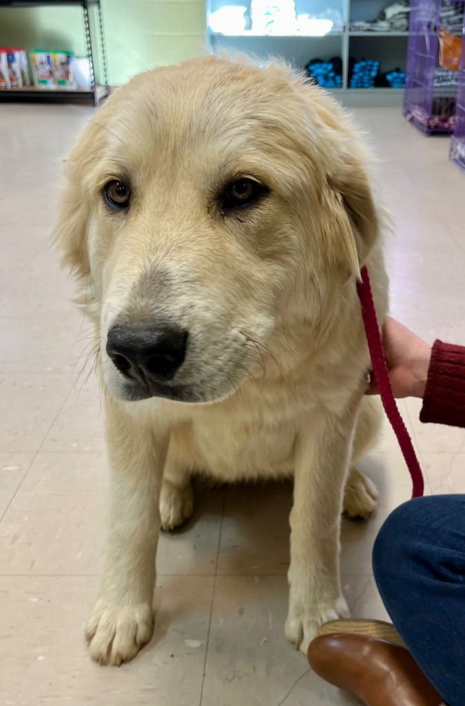 ZINNIA - Great Pyrenees available for adoption
