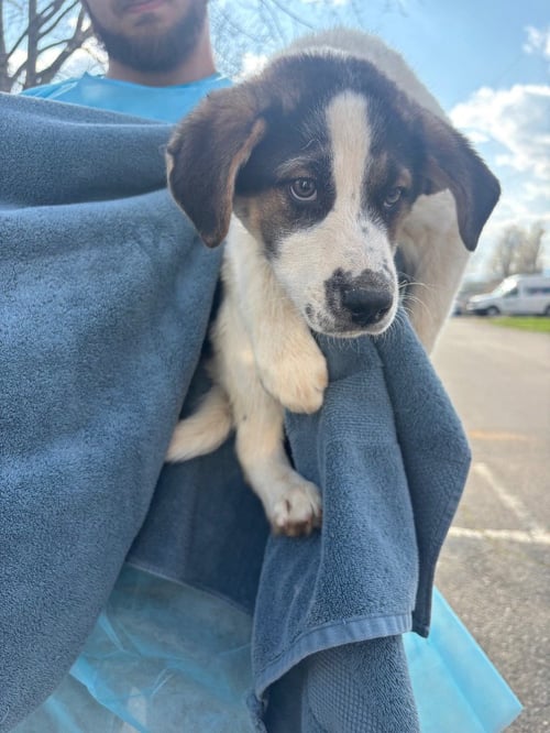SPIKE - Great Pyrenees / Terrier available for adoption