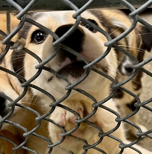 SPIKE - Great Pyrenees / Terrier available for adoption