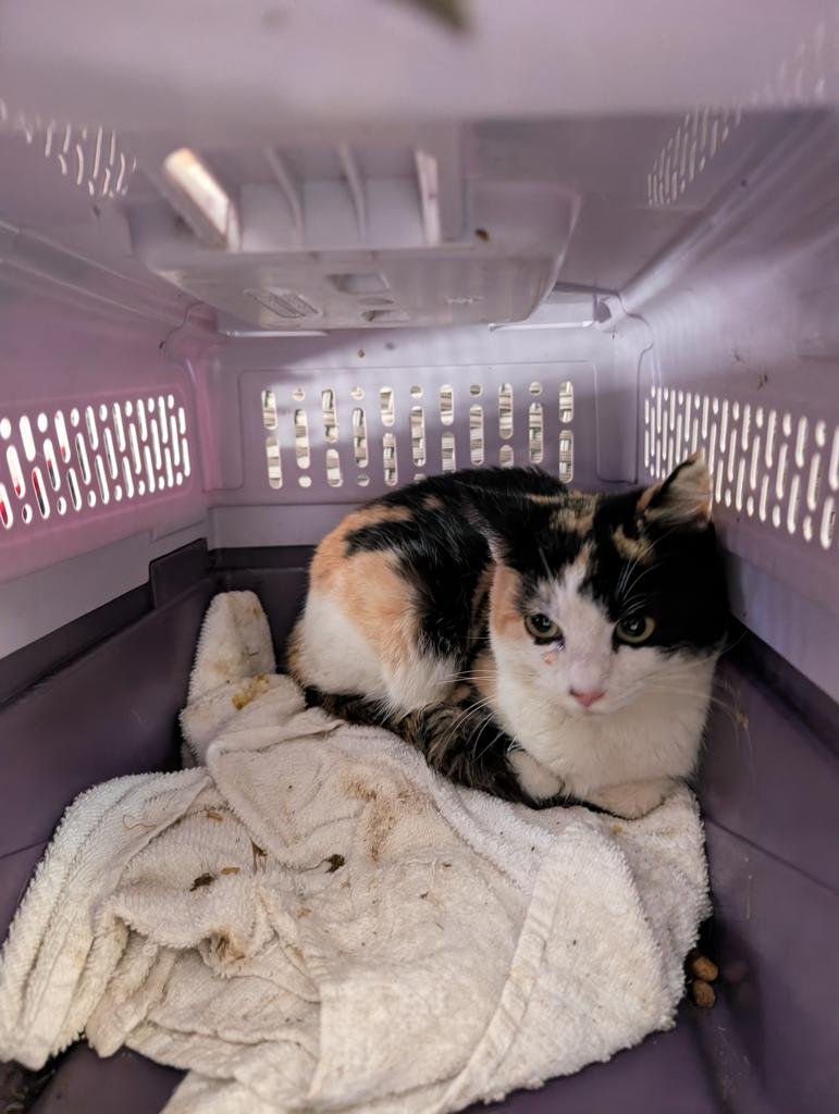 MISTY - Domestic Short Hair available for adoption