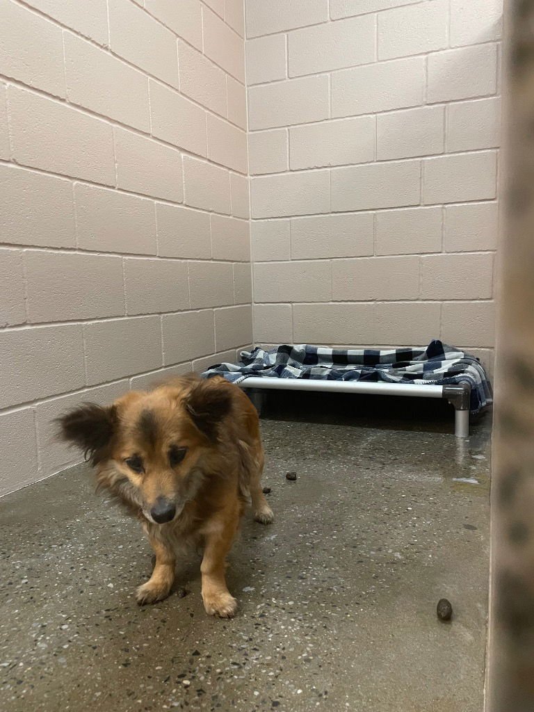 YAGO - Chihuahua / Pomeranian available for adoption