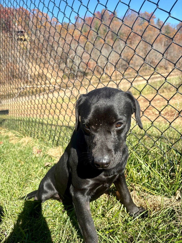 HEIDI - Black Labrador Retriever / Terrier available for adoption
