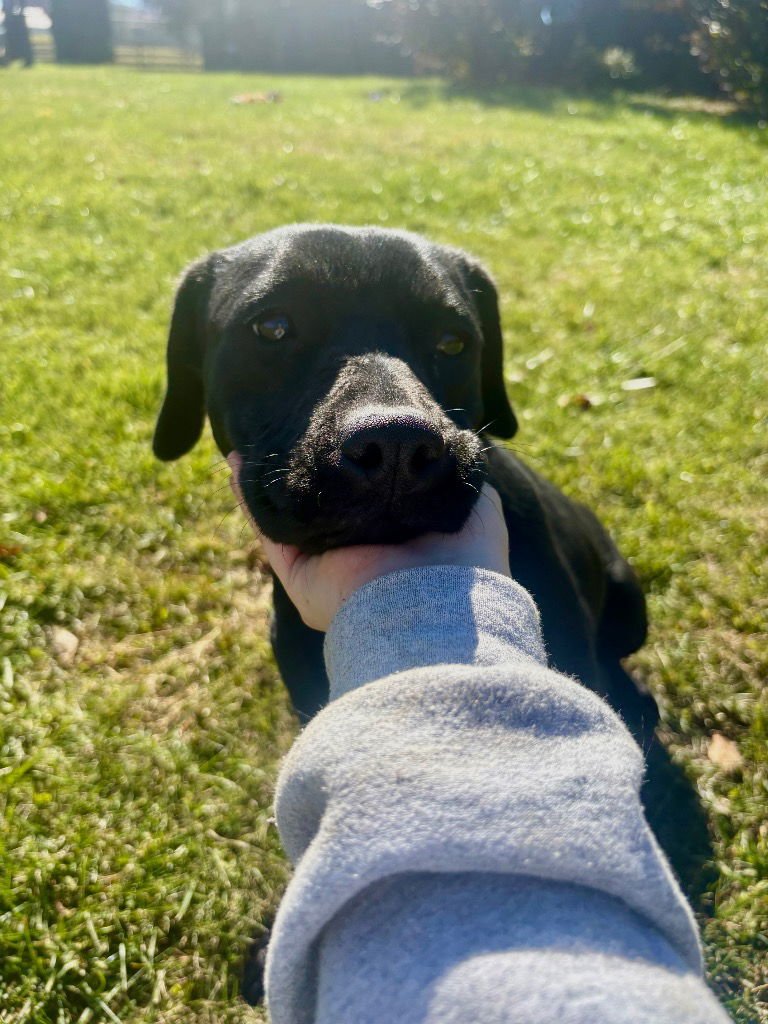 HEIDI - Black Labrador Retriever / Terrier available for adoption