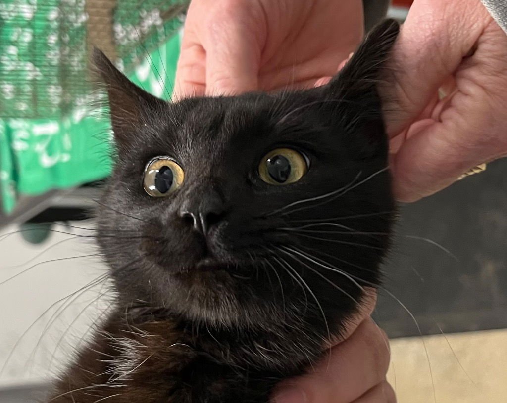 LAUDY - Domestic Short Hair available for adoption