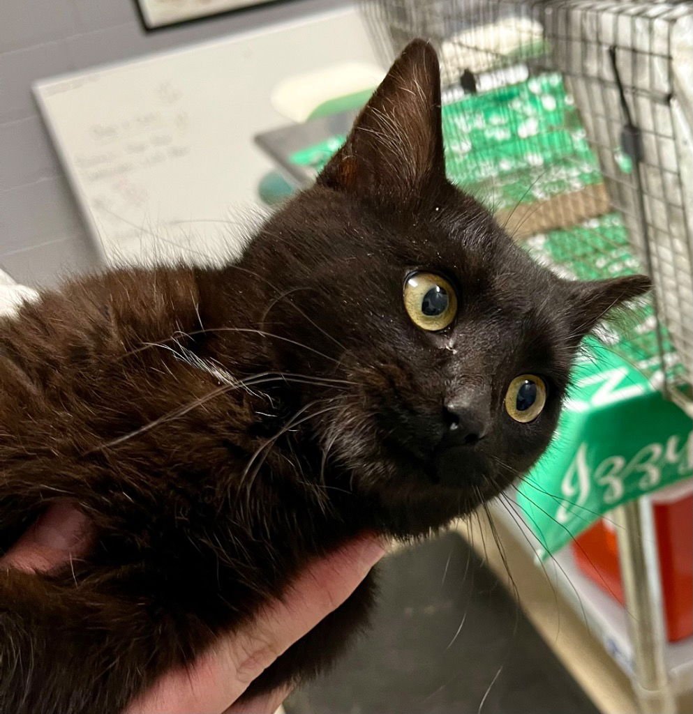 LAUDY - Domestic Short Hair available for adoption