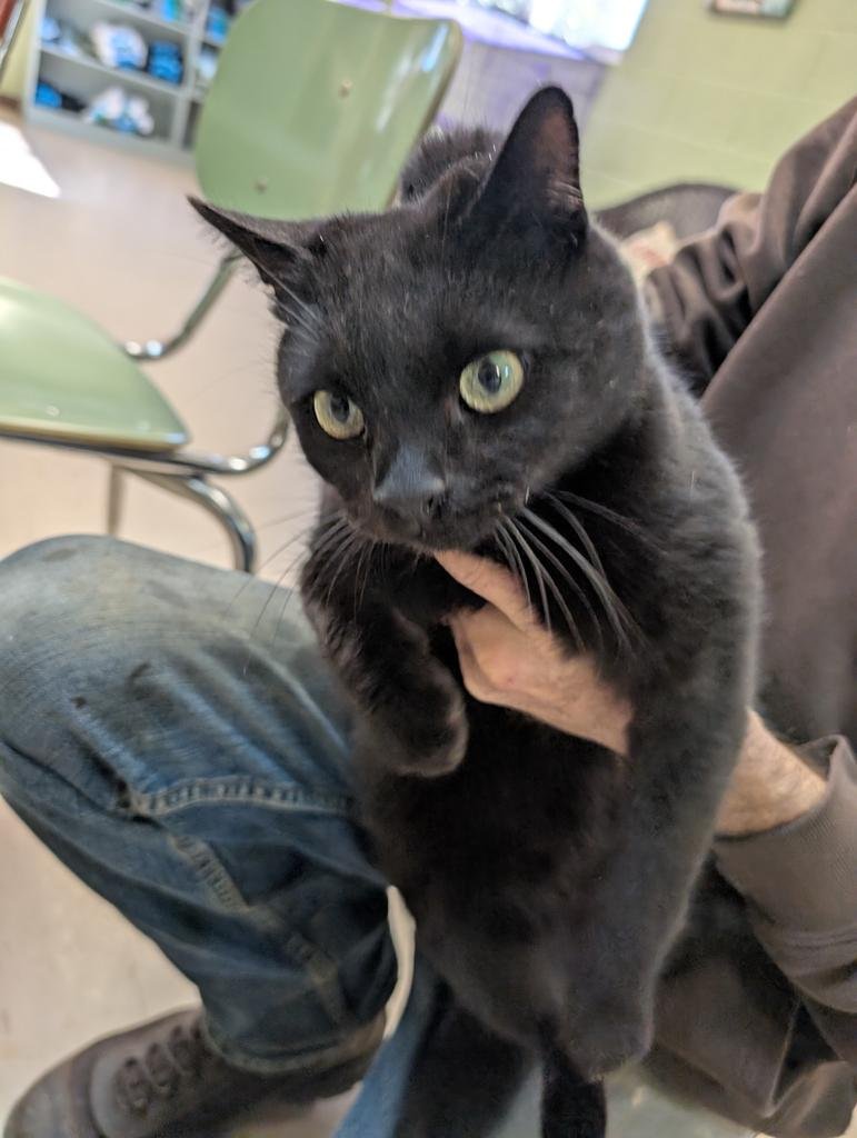 MARVIN - Domestic Short Hair available for adoption