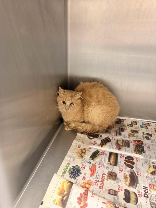 BLANC - Domestic Long Hair available for adoption