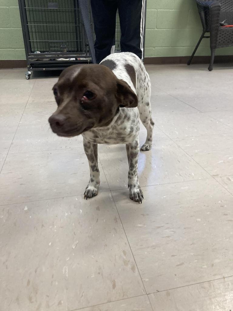 HALIFAX - Terrier available for adoption