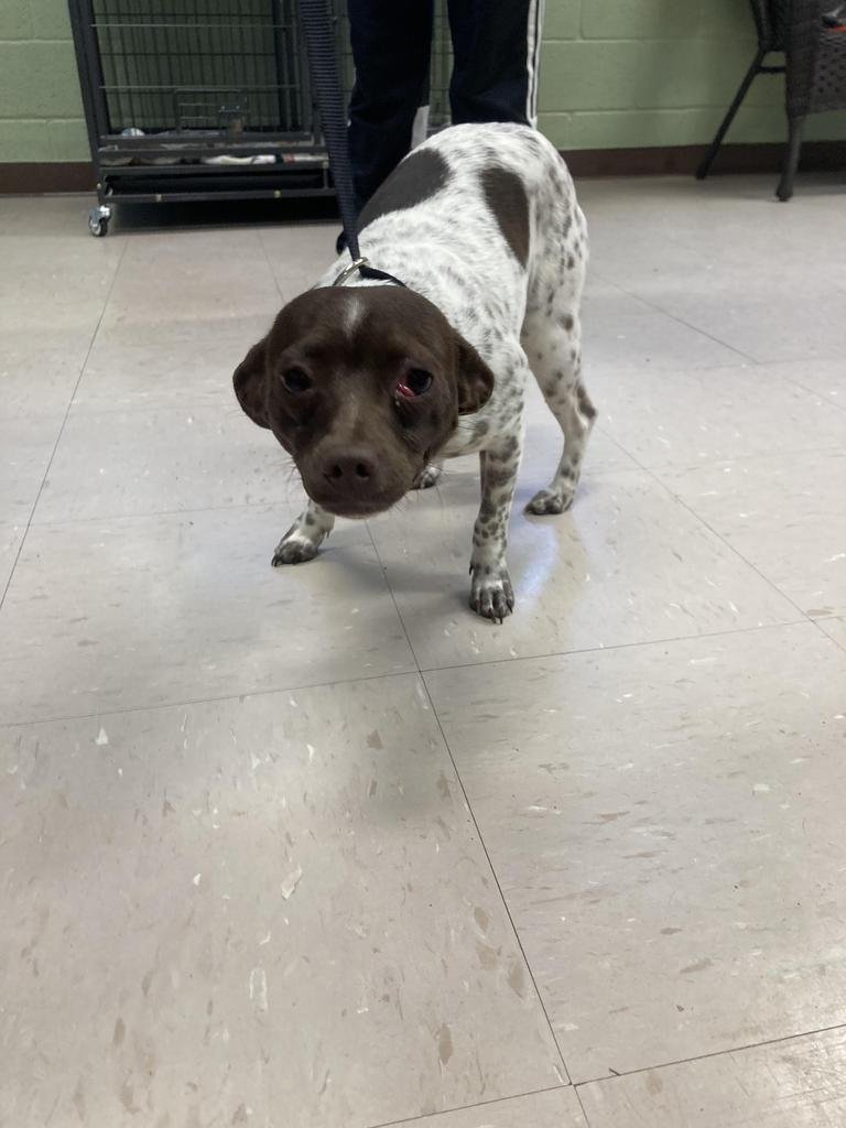 HALIFAX - Terrier available for adoption