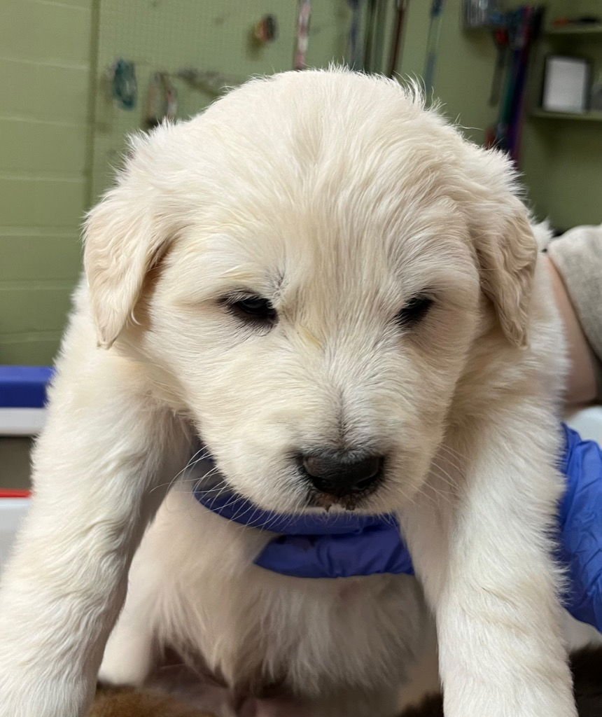 RODANTHE - Great Pyrenees / Terrier available for adoption
