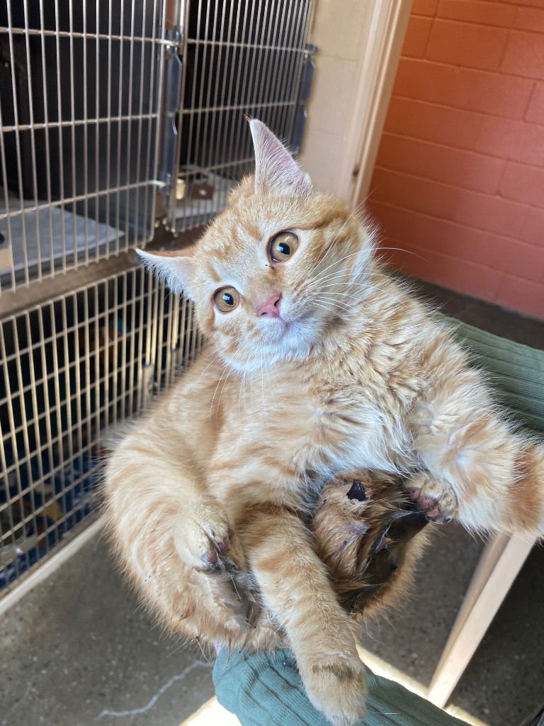 OSCAR - Domestic Short Hair available for adoption