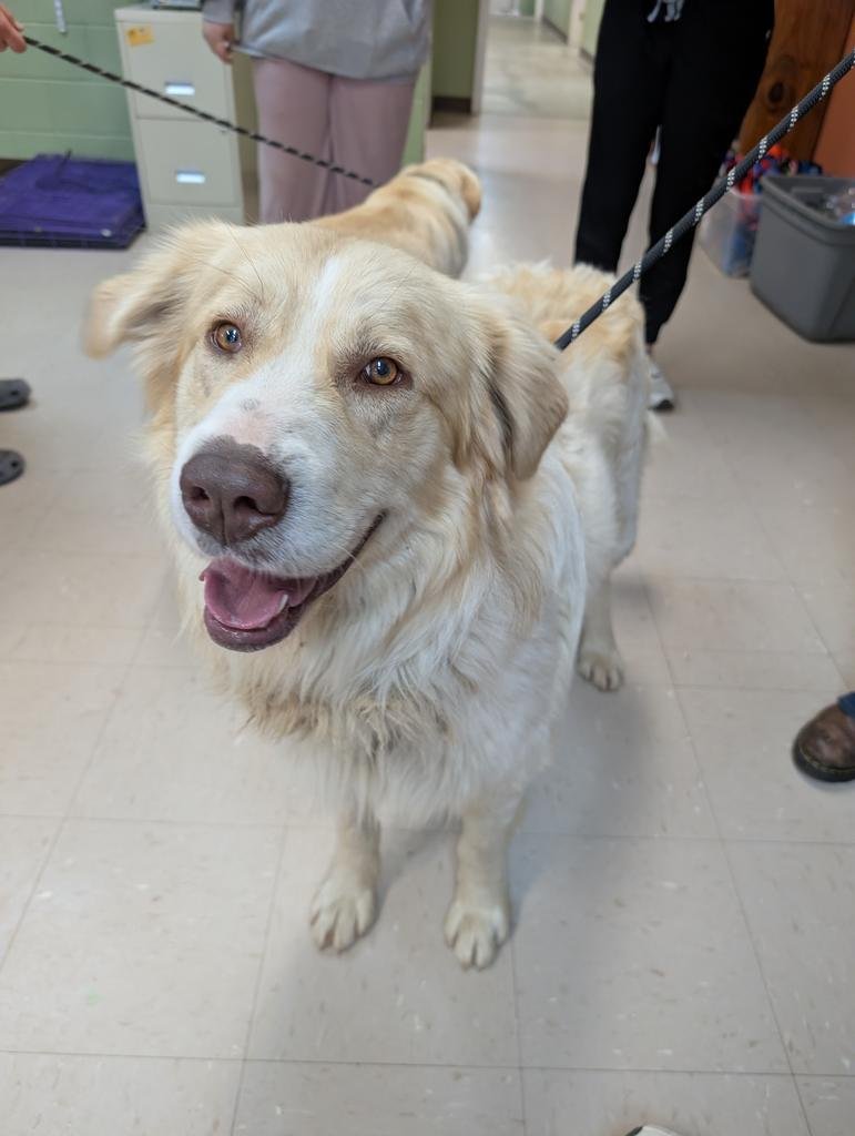 SHAGGY - Great Pyrenees available for adoption