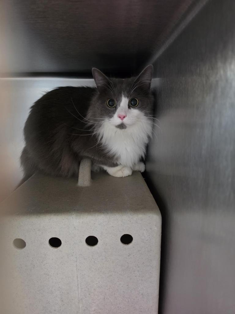 JAJA - Domestic Long Hair available for adoption