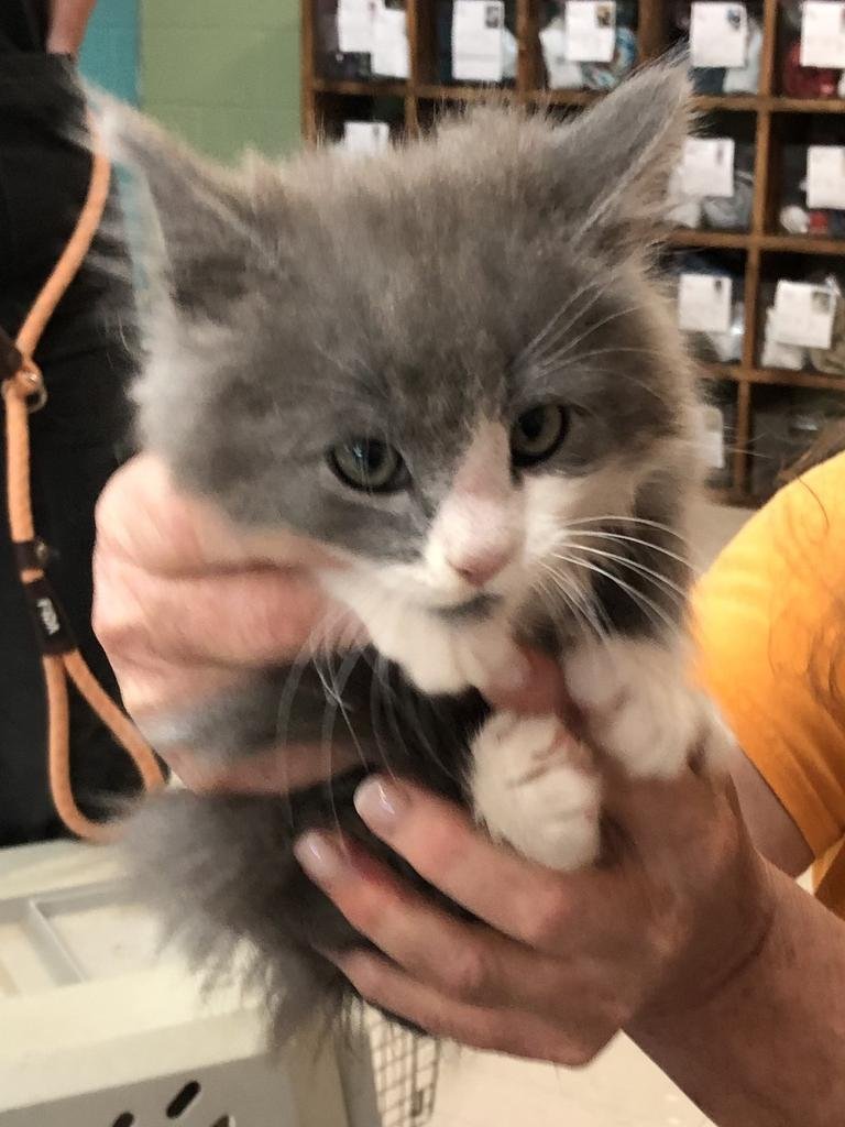 JAJA - Domestic Long Hair available for adoption