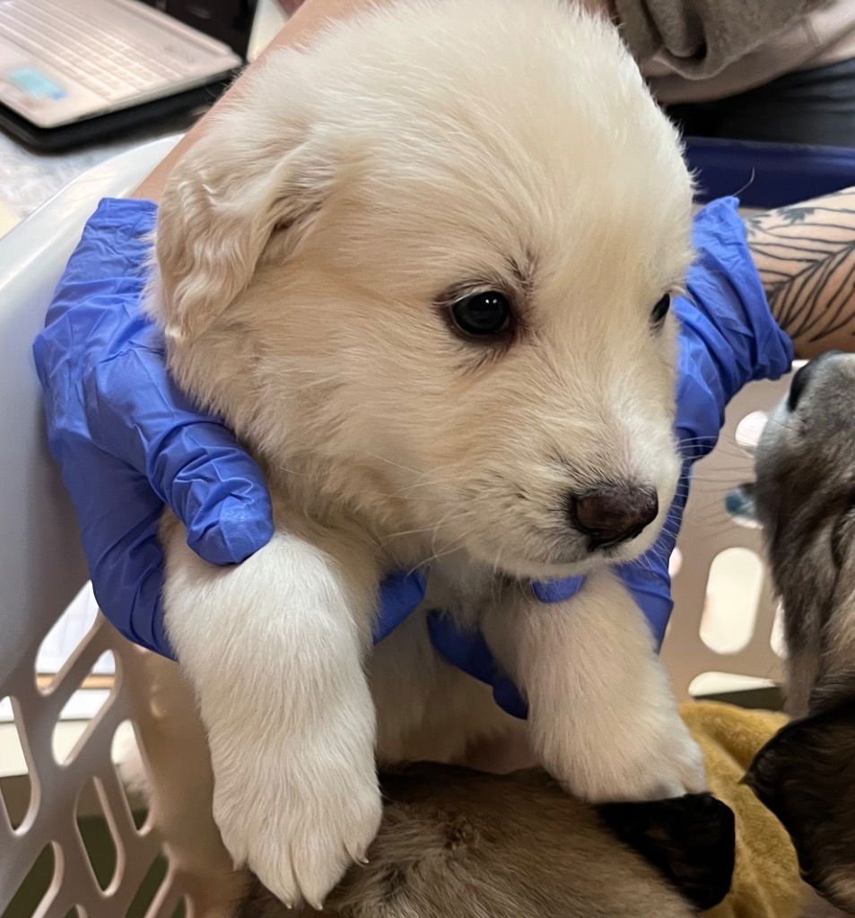KITTY HAWK - Great Pyrenees / Terrier available for adoption