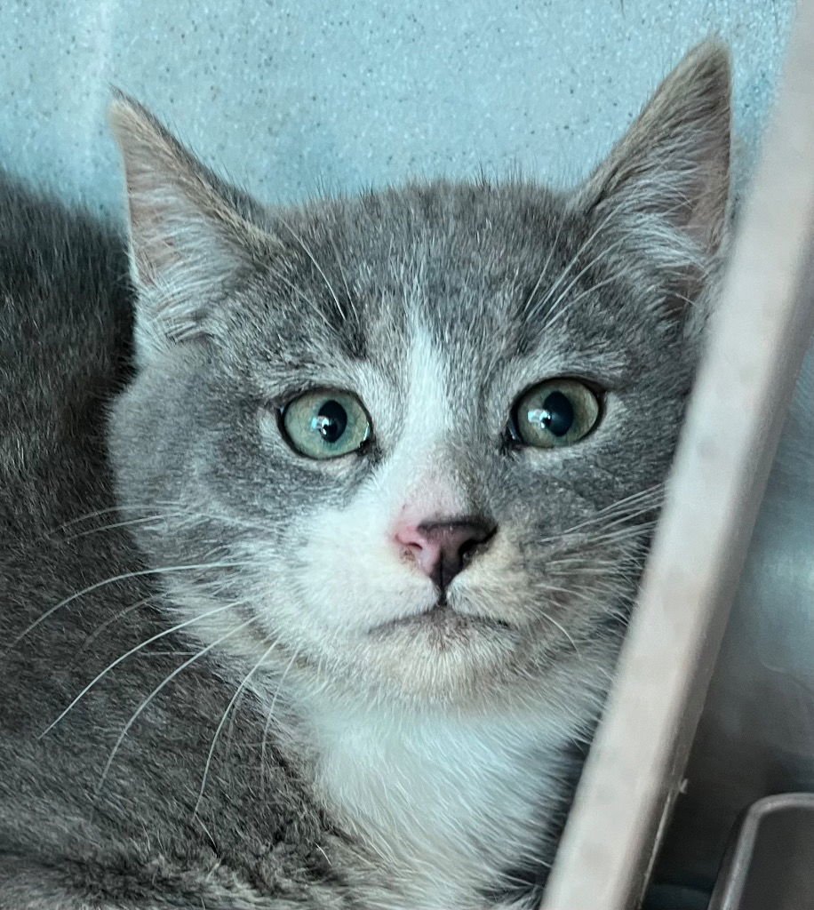 GRAYSON - Domestic Short Hair available for adoption