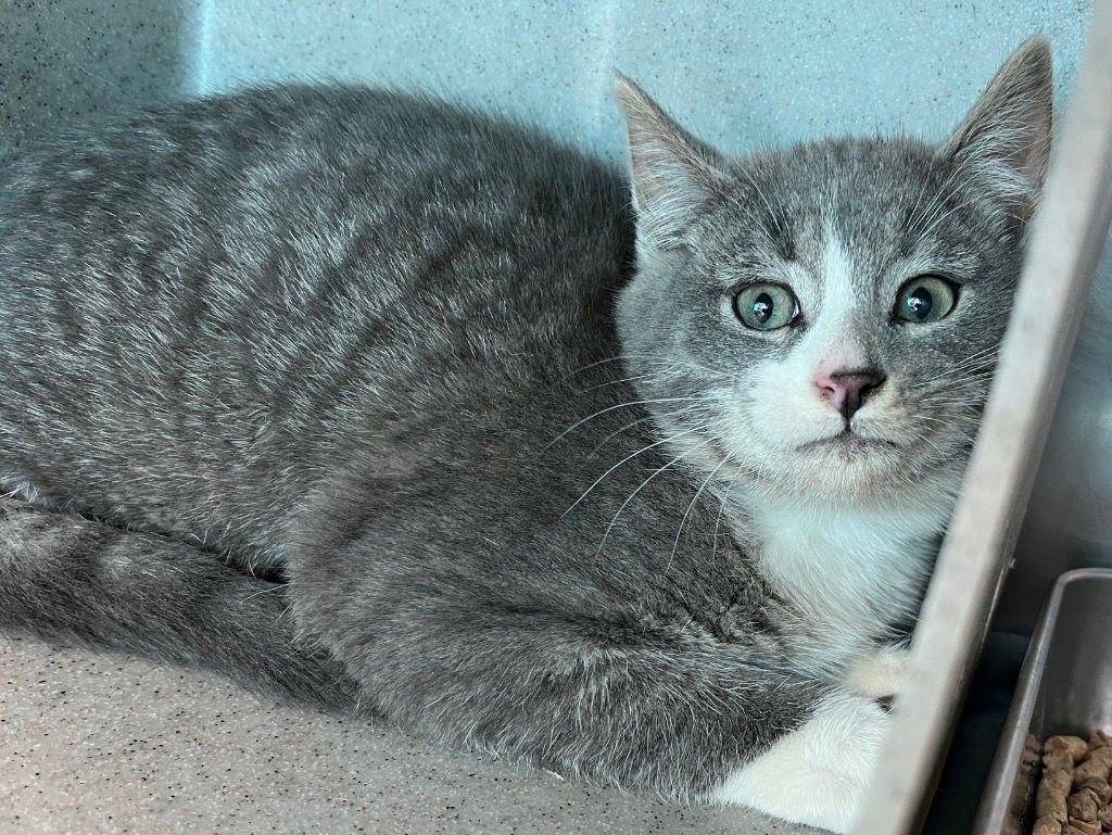 GRAYSON - Domestic Short Hair available for adoption