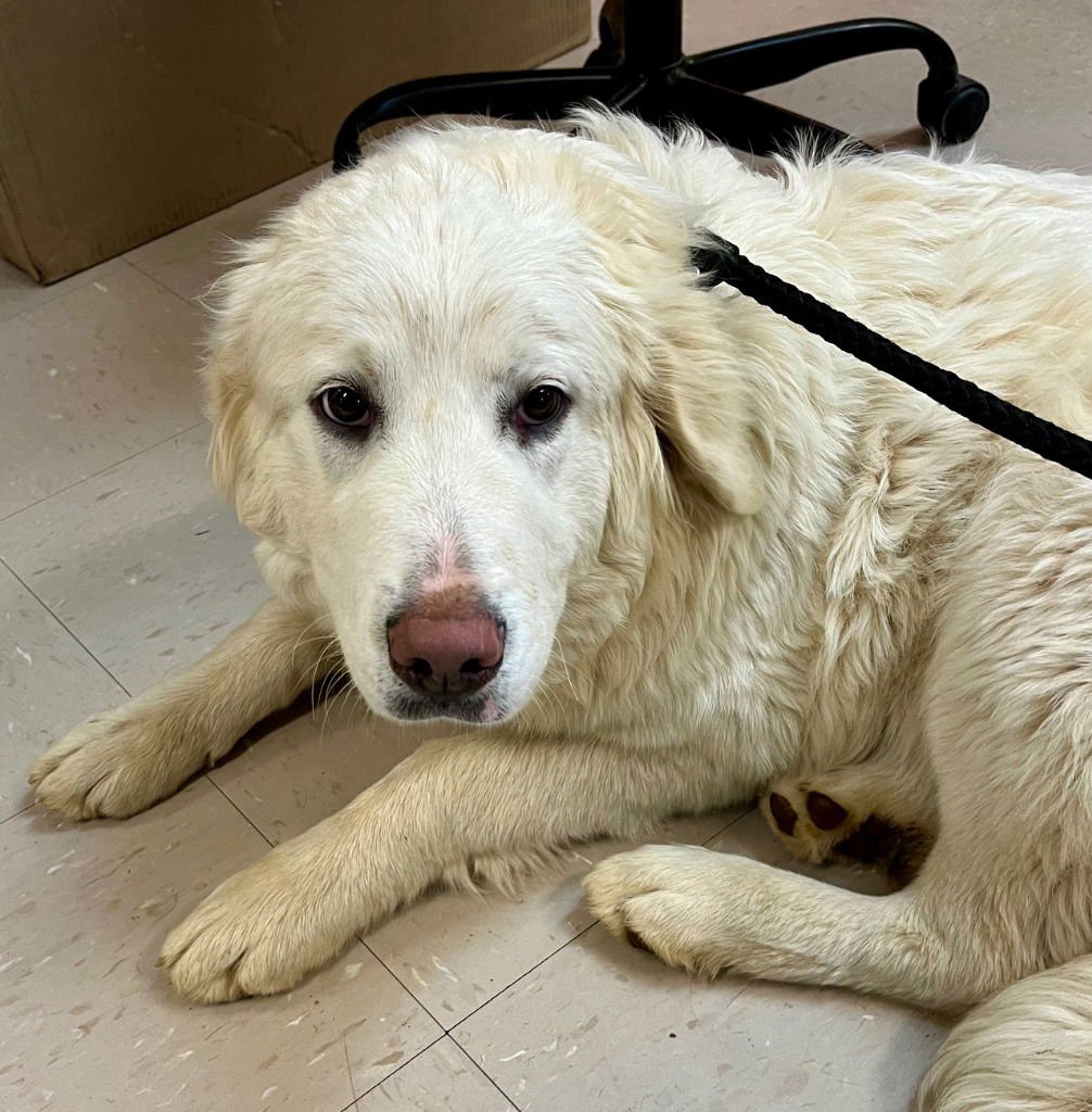 ZELDA - Great Pyrenees available for adoption