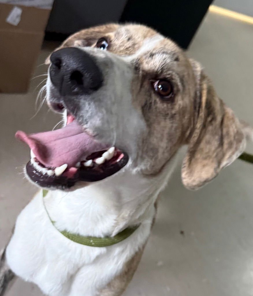 COSMO - Anatolian Shepherd / Terrier available for adoption