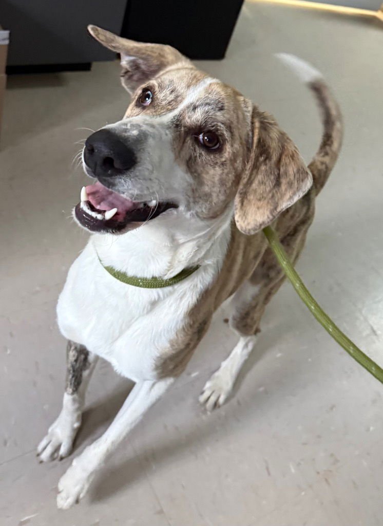 COSMO - Anatolian Shepherd / Terrier available for adoption