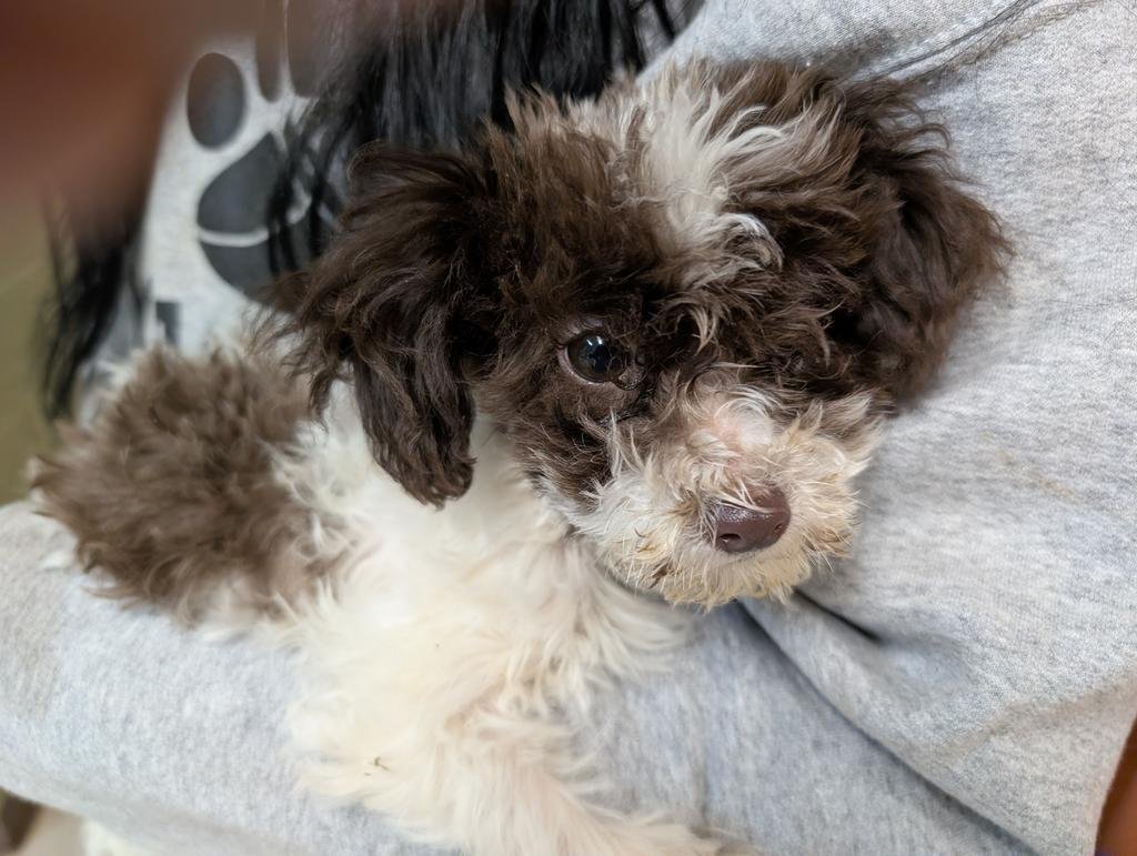 FERN - Maltese available for adoption