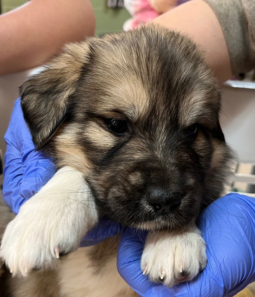 BUXTON - Great Pyrenees / Terrier available for adoption