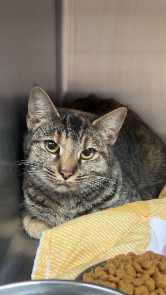 CAT - Domestic Short Hair available for adoption