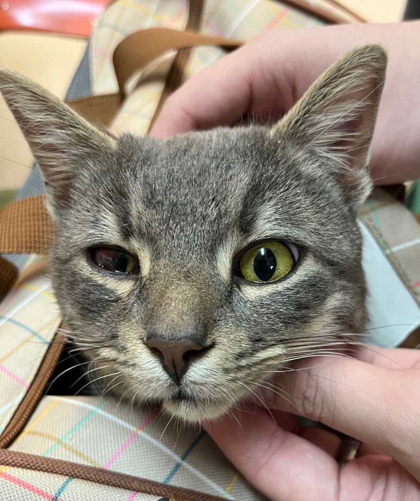 SMOKEY - Domestic Short Hair available for adoption