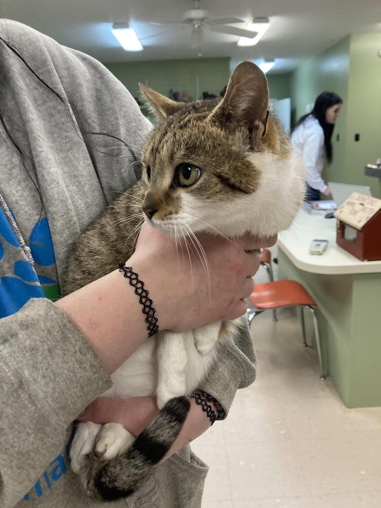 CLOVER - Domestic Short Hair available for adoption